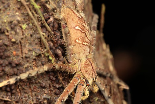 Huntsman spider - Heteropoda sp.