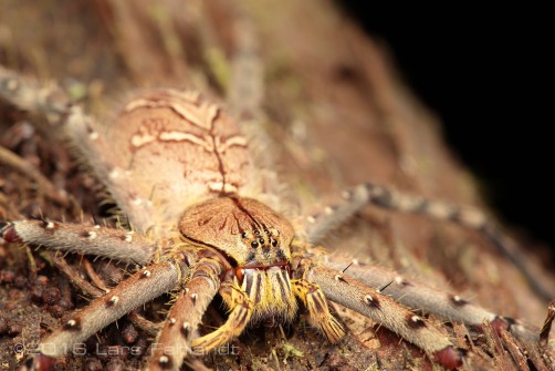 Huntsman spider - Heteropoda sp.