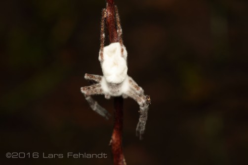 Spider infected by Cordyceps bassiana(?)