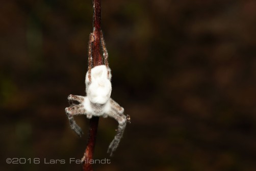 Spider infected by Cordyceps bassiana(?)