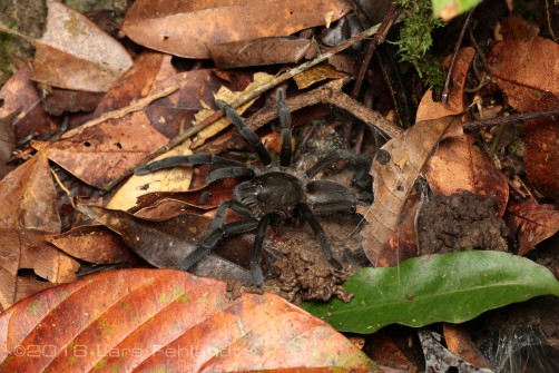 Selenocosmia spec.