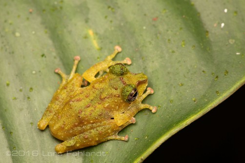 Philautus tectus