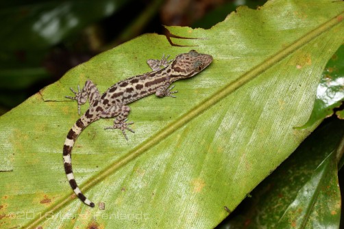 Cyrtodactylus