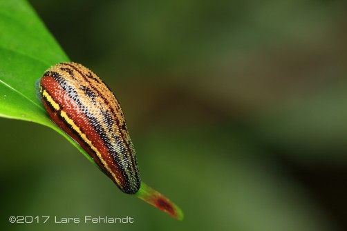 Haemadipsa picta