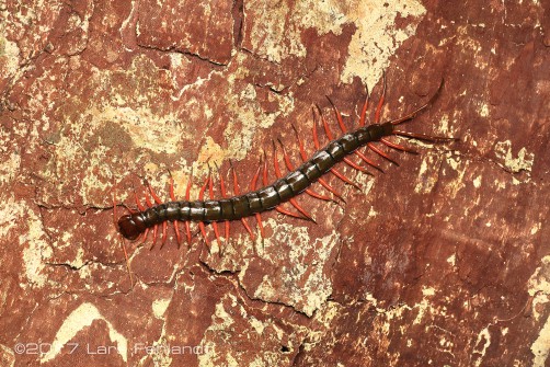 Scolopendra sp. Sematan