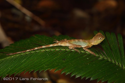 Phoxophrys nigrilabris / Borneo