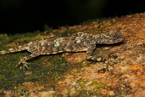 Draco quinquefasciatus / Borneo