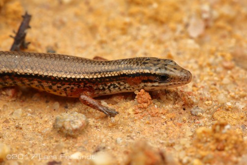 Lygosoma bowringii - Sarawak / Borneo