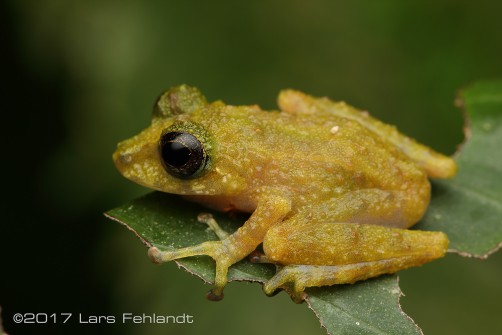 Philautus tectus - Sarawak Borneo