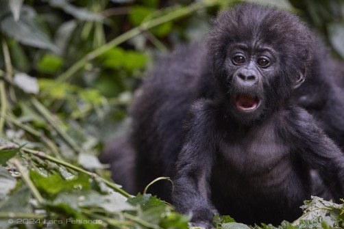 Mountain gorilla (Gorilla beringei beringei) - Rushegura family of Uganda's Bwindi Impenetrable National Park