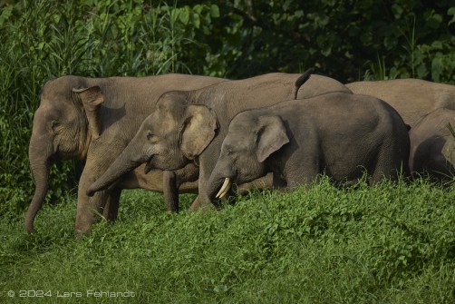 Borneo elephant or the Borneo pygmy elephant, Elephas maximus borneensis Deraniyagala, 1950 Sabah/Borneo.