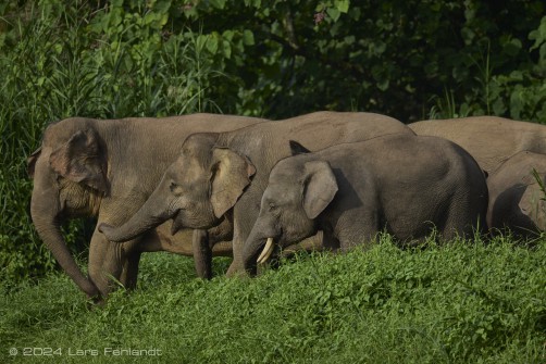 Borneo elephant or the Borneo pygmy elephant, Elephas maximus borneensis Deraniyagala, 1950 Sabah/Borneo.