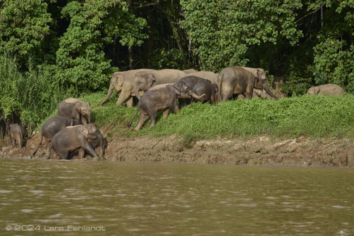 Borneo elephant or the Borneo pygmy elephant, Elephas maximus borneensis Deraniyagala, 1950 Sabah/Borneo.