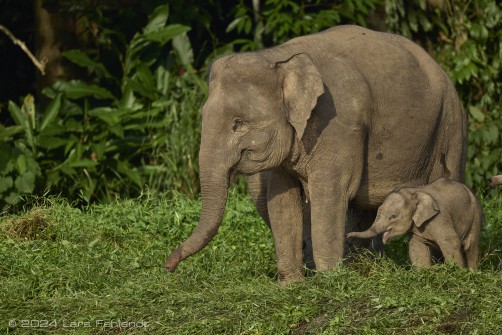 Borneo elephant or the Borneo pygmy elephant, Elephas maximus borneensis Deraniyagala, 1950 Sabah/Borneo.