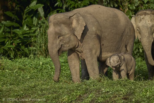 Borneo elephant or the Borneo pygmy elephant, Elephas maximus borneensis Deraniyagala, 1950 Sabah/Borneo.