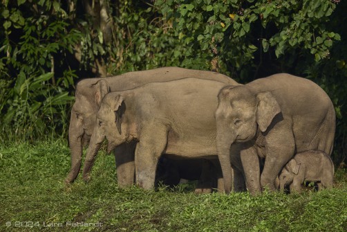 Borneo elephant or the Borneo pygmy elephant, Elephas maximus borneensis Deraniyagala, 1950 Sabah/Borneo.