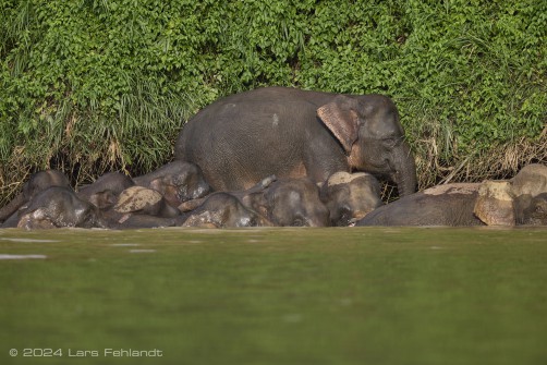 Borneo elephant or the Borneo pygmy elephant, Elephas maximus borneensis Deraniyagala, 1950 Sabah/Borneo.