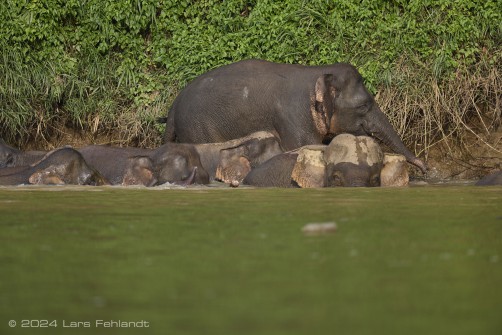 Borneo elephant or the Borneo pygmy elephant, Elephas maximus borneensis Deraniyagala, 1950 Sabah/Borneo.