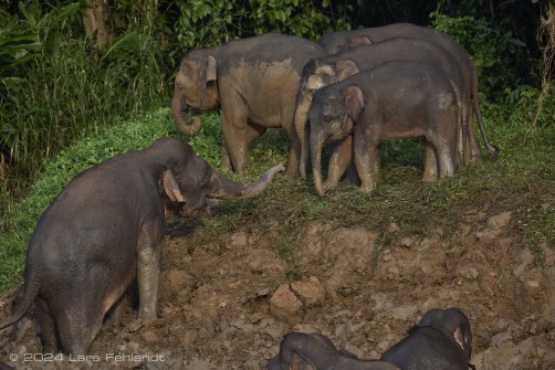 Borneo elephant or the Borneo pygmy elephant, Elephas maximus borneensis Deraniyagala, 1950 Sabah/Borneo.