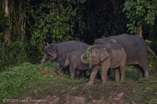 Borneo elephant or the Borneo pygmy elephant, Elephas maximus borneensis Deraniyagala, 1950 Sabah/Borneo.