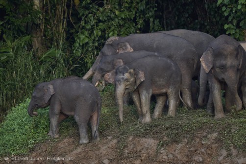 Borneo elephant or the Borneo pygmy elephant, Elephas maximus borneensis Deraniyagala, 1950 Sabah/Borneo.