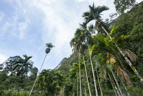 Betelnusspalme, Areca catechu (Bahasa Sarawak: Pinang) - Sarawak / Borneo