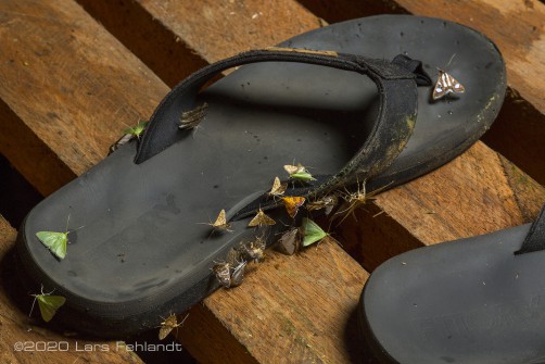 Motten lieben Schuhe, der hier getrocknete Schweiß enthält Salze. Alle Salze sind im Wald ein kostbares Gut und manchmal wird man Regelrecht von Schmetterlingen belästigt - central Sarawak / Borneo