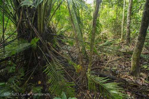 Auch hier haben Orang Utans nach Nahrung gesucht, deutlich sieht man wie verwüstet es um die Palme herum aussieht - central Sarawak / Borneo