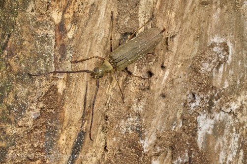 Cerambycidae - Longhorn beetle of central Sarawak / Borneo around 400m ASL - Ziglipton jirouxi(?)
