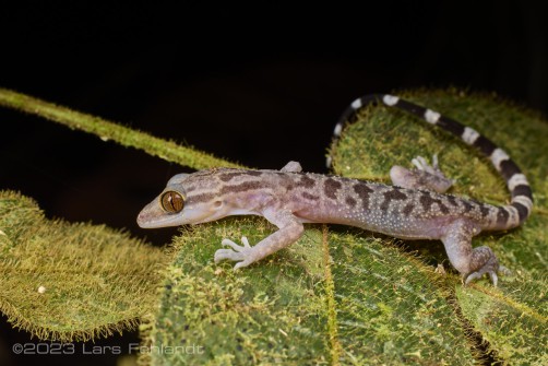 Inger's bow-fingered gecko - Cyrtodactylus pubisulcus of south Sarawak / Borneo