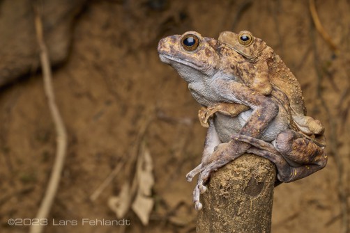 A pair of Boulenger's Asian tree toad, Rentapia hosii in amplexus of Sarawak / Borneo