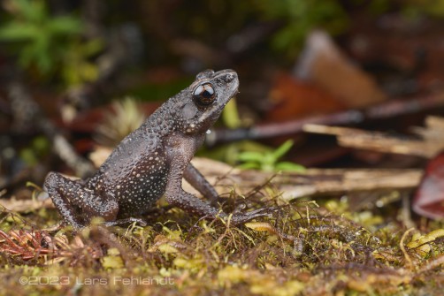 Murud black slender toad, Ansonia vidua of Sarawak / Borneo