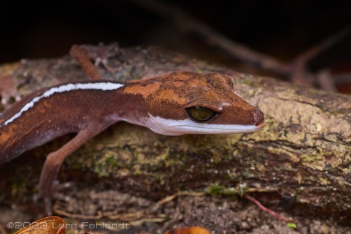 Cat gecko - Aeluroscalabotes felinus Günther, 1864 - of south Sarawak / Borneo