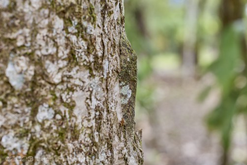 Lichen Katydid - Sathrophylliopsis longepilosa of Sarawak / Borneo, 900m ASL