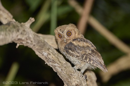 Sunda scops owl, Otus lempiji of Kuching / Sarawak / Borneo