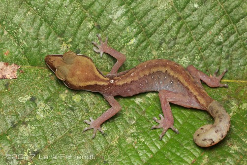 Aeluroscalabotes felinus