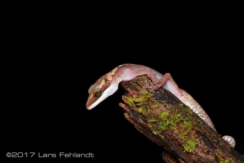 Aeluroscalabotes felinus