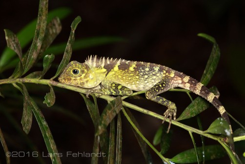 Gonocephalus borneensis