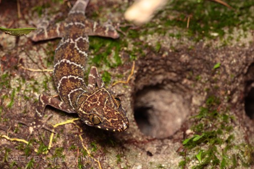 Cyrtodactylus consobrinus