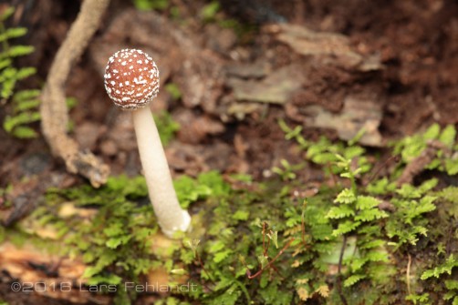 Mushroom Serian