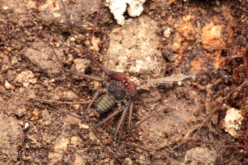 Whip-Spider (Amblypygi)