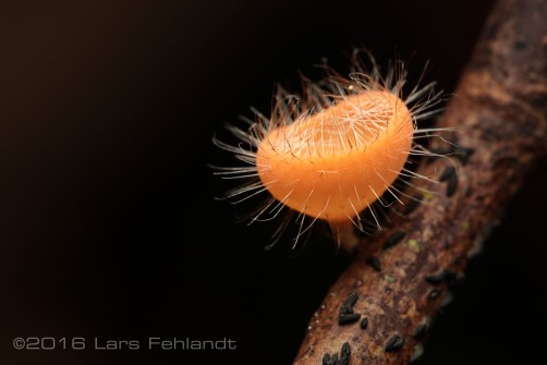 Cup Mushroom - Gunung Penrissen