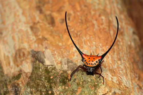 Macracantha arcuata (Fabricius, 1793)