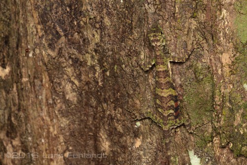 female of Draco quinquefasciatus