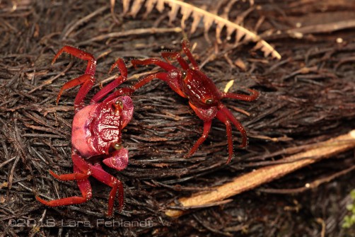 Highland vampire crab, Geosesarma larsi Ng & Grinang, 2018 – of south Sarawak / Borneo