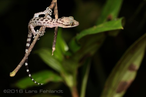 Inger's bow-fingered gecko - Cyrtodactylus pubisulcus of south Sarawak / Borneo