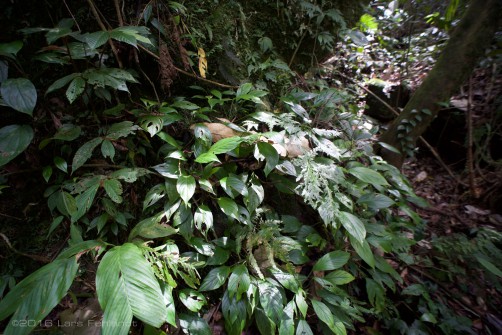 Habitat of Ansonia latidisca