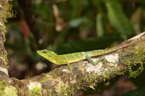 Green Crested Lizard - Bronchocela cristatella