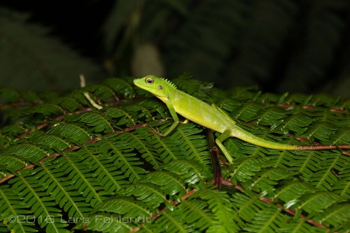 Green Crested Lizard - Bronchocela cristatella