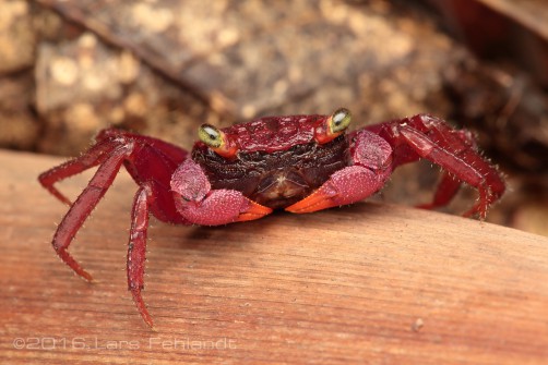 Highland vampire crab, Geosesarma larsi Ng & Grinang, 2018 – of south Sarawak / Borneo